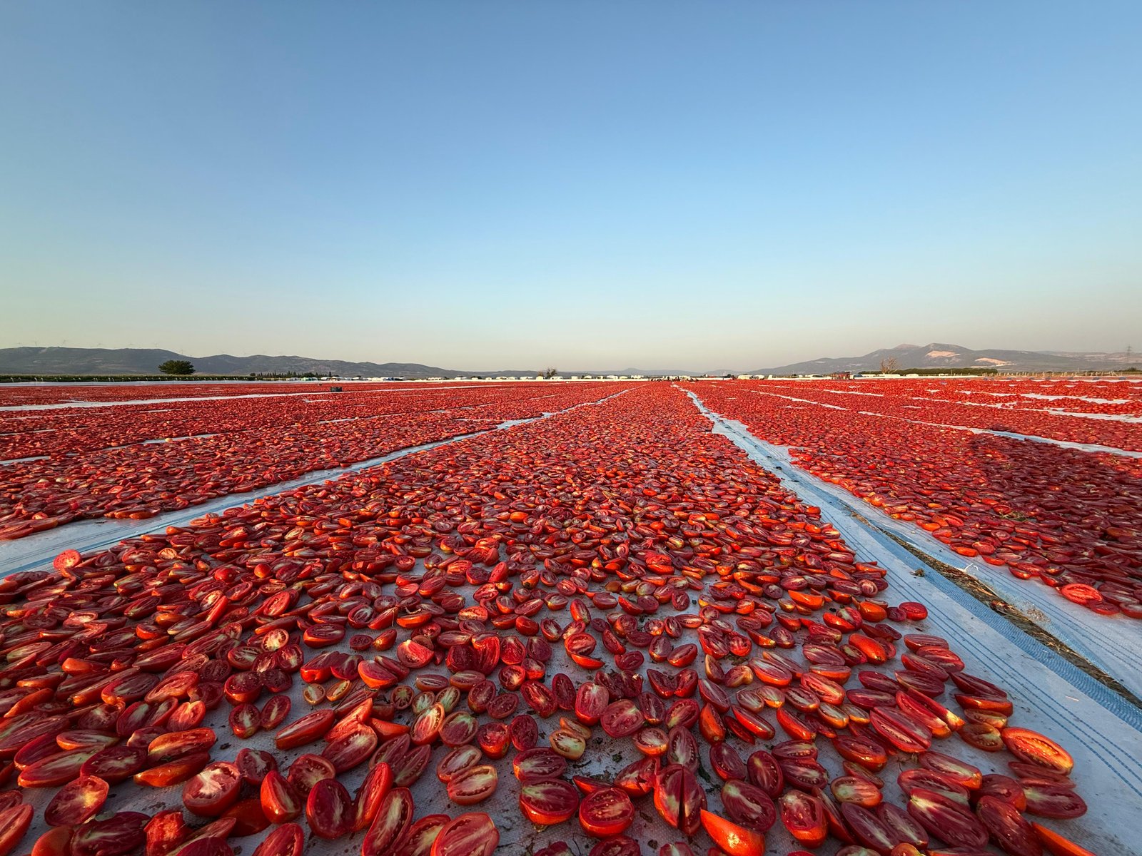 Sun Dried Tomatoes